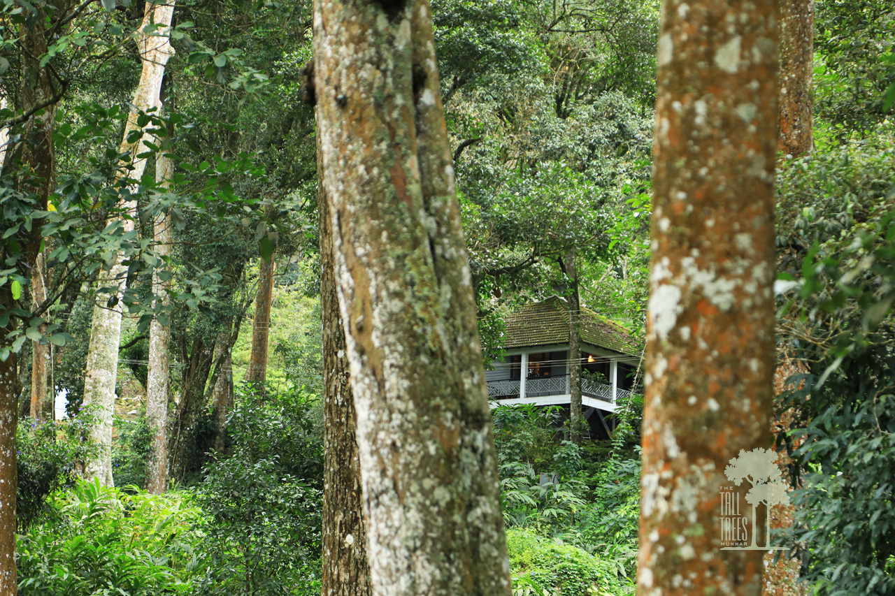 The Tall Trees
